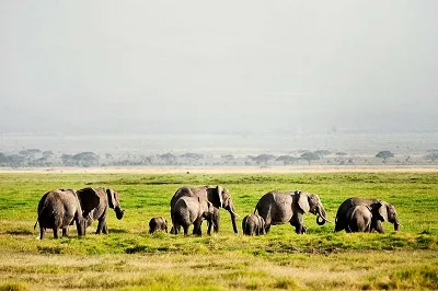 Кения + Танзания (экспресс-тур)